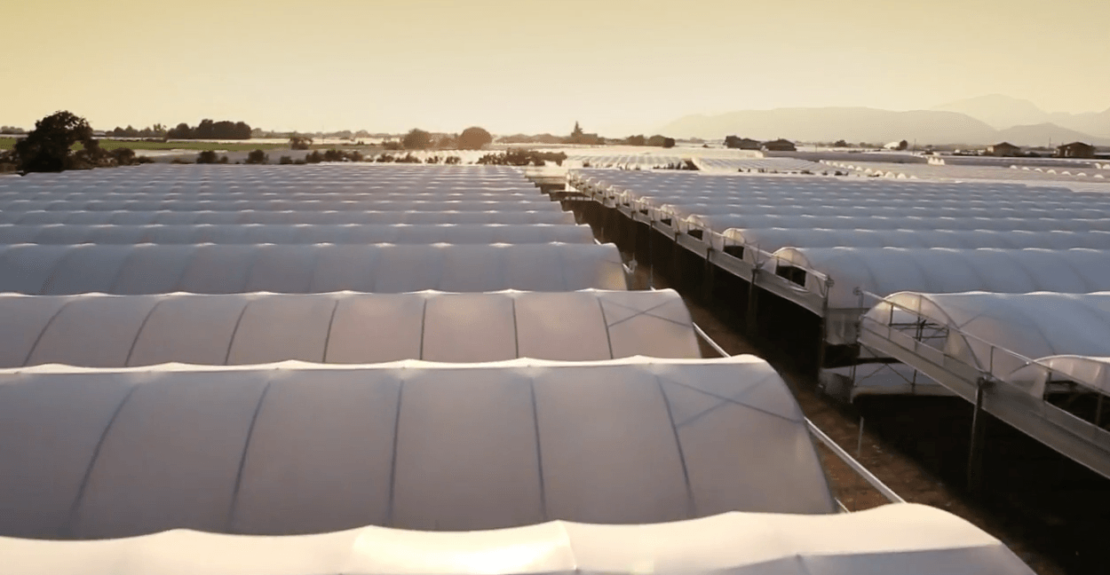 Greenhouse structure