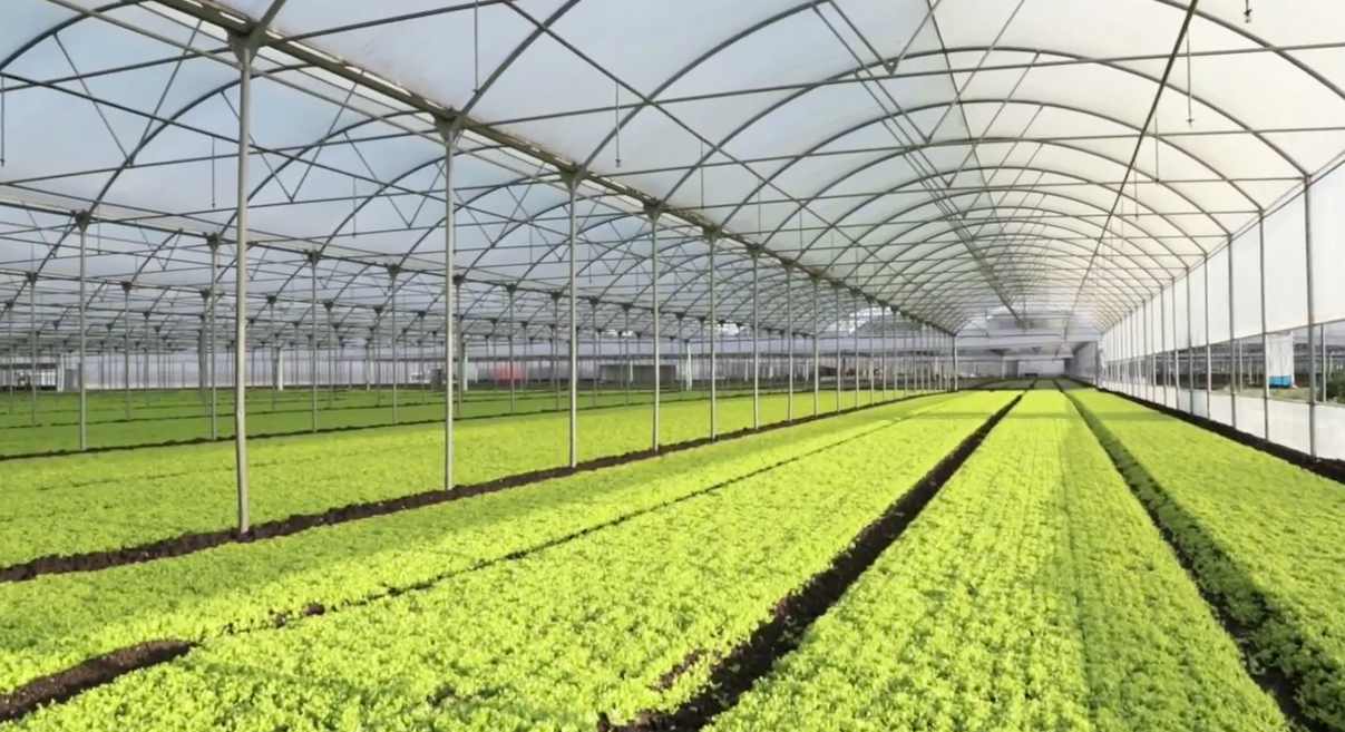 Lettuce inside the greenhouse