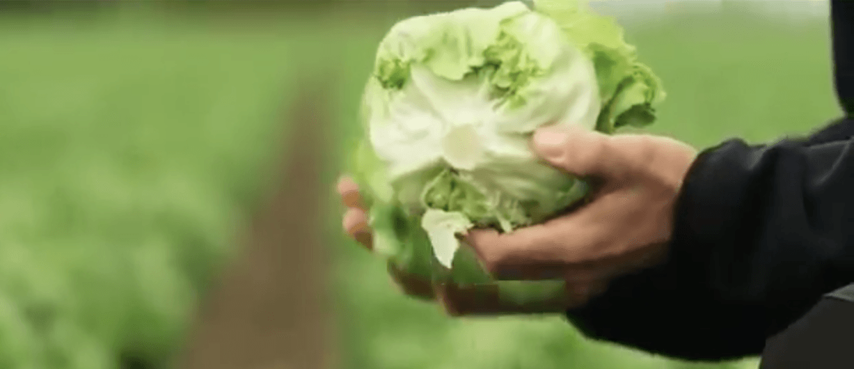 Manual observation before harvesting