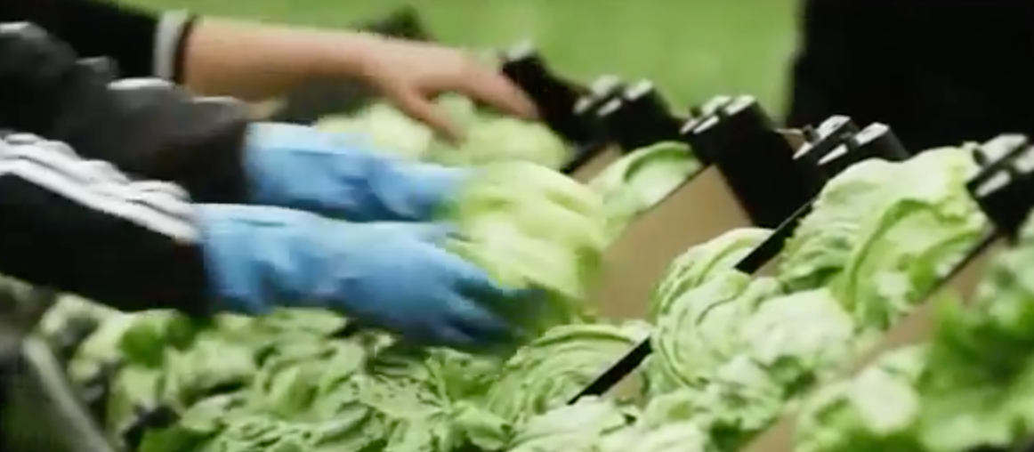 Harvested produce placed in crates