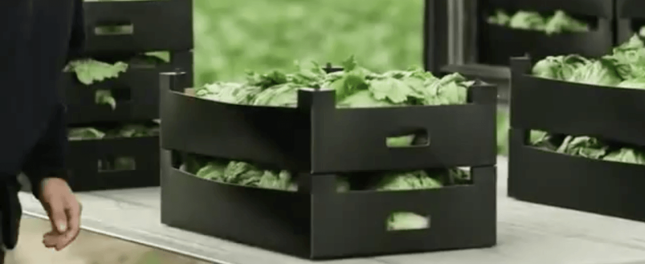 Produce is placed in trucks for transportation