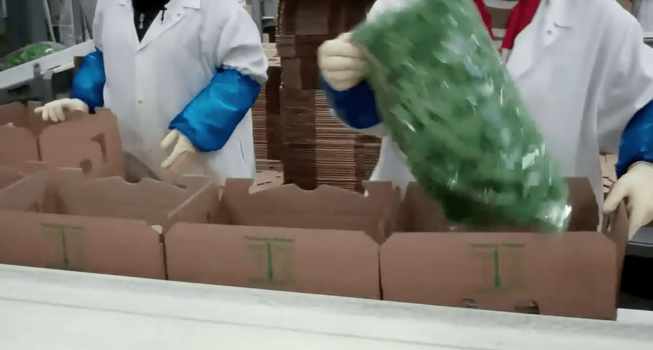 Carton filling