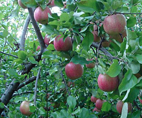 IP protected plant variety