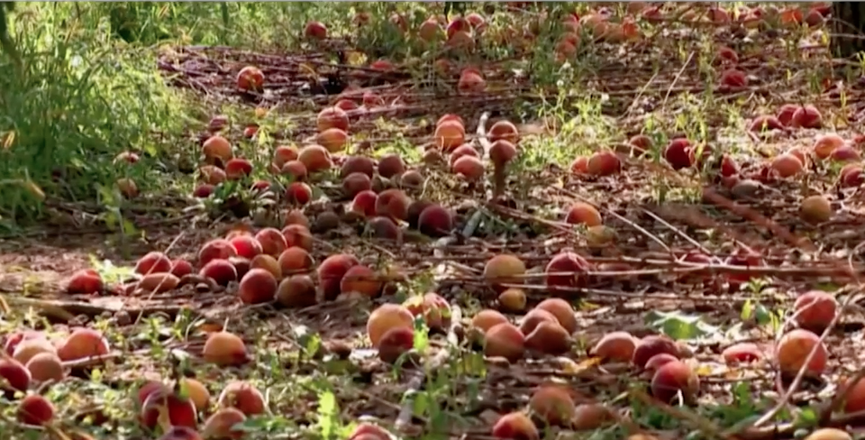 Fruit rejects in the field