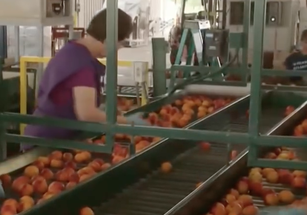 Sorting and grading of fruits